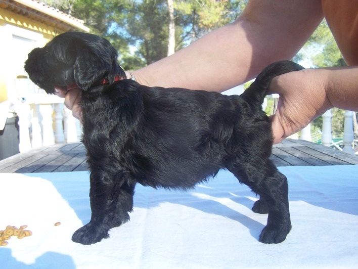 du Soleil des Barbes Noires - Schnauzer Geant - Portée née le 13/09/2012